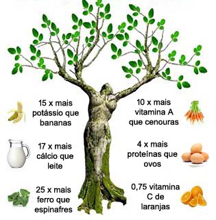 moringa oleifera arvore da vida