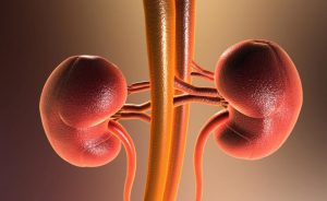 Os cinco estágios da doença renal crônica